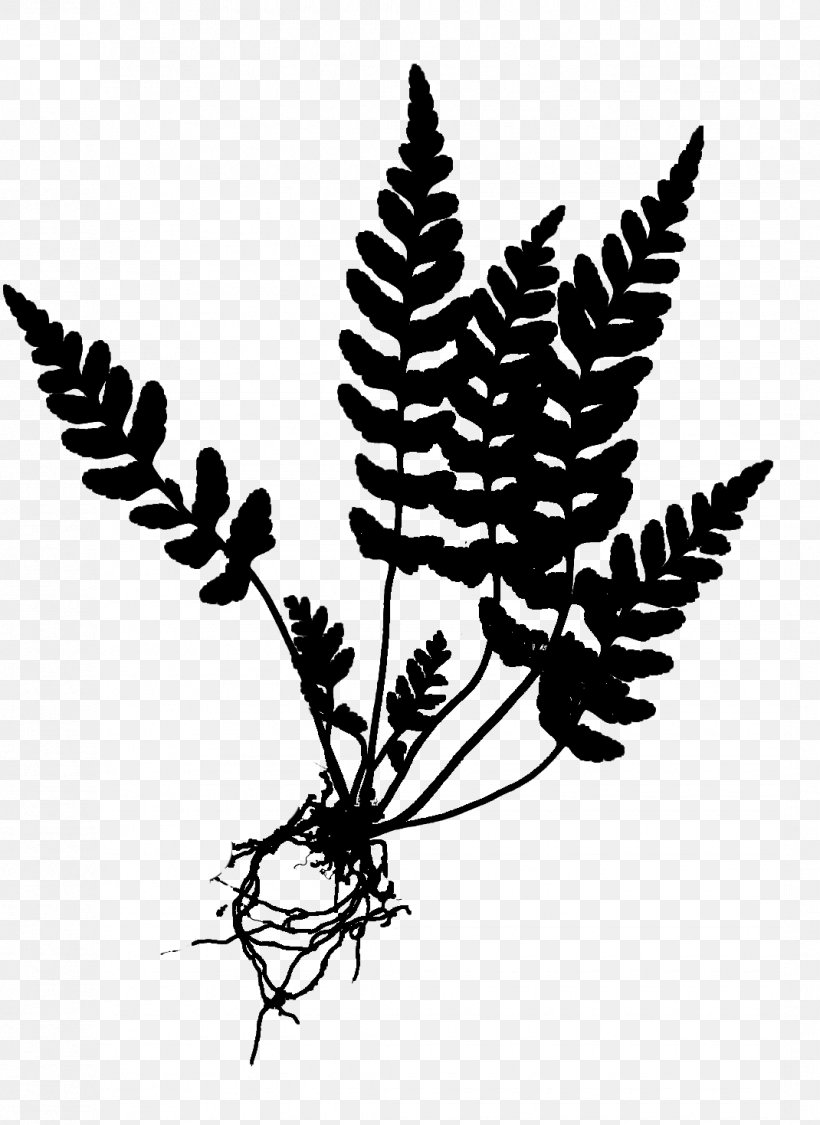 How To Know The Ferns Equisetum Botanical Illustration Drawing, PNG, 1070x1469px, Fern, Athyrium Filixfemina, Black And White, Botanical Illustration, Botany Download Free