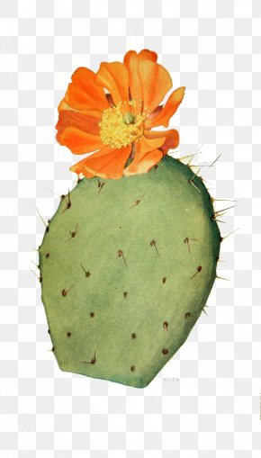 nopal cactus images nopal cactus transparent png free download favpng com