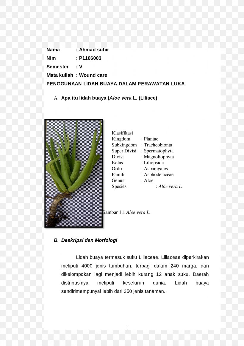 Grasses Brochure, PNG, 1653x2339px, Grasses, Brochure, Family, Grass, Grass Family Download Free