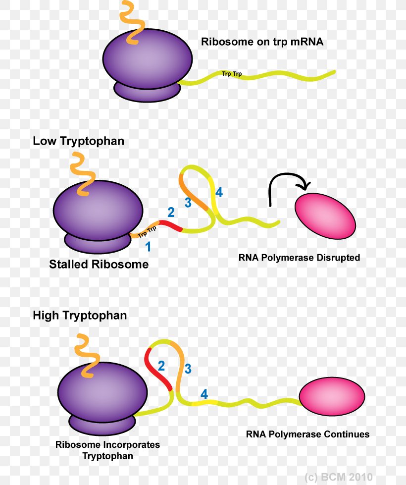 Trp Operon Attenuator RNA Polymerase Stem-loop, PNG, 687x979px, Trp Operon, Area, Attenuator, Diagram, Gene Download Free
