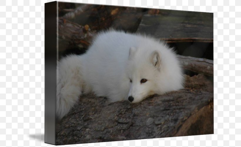 Arctic Fox Canadian Eskimo Dog American Eskimo Dog Dog Breed, PNG, 650x503px, Arctic Fox, American Eskimo Dog, Arctic, Canadian Eskimo Dog, Dog Download Free