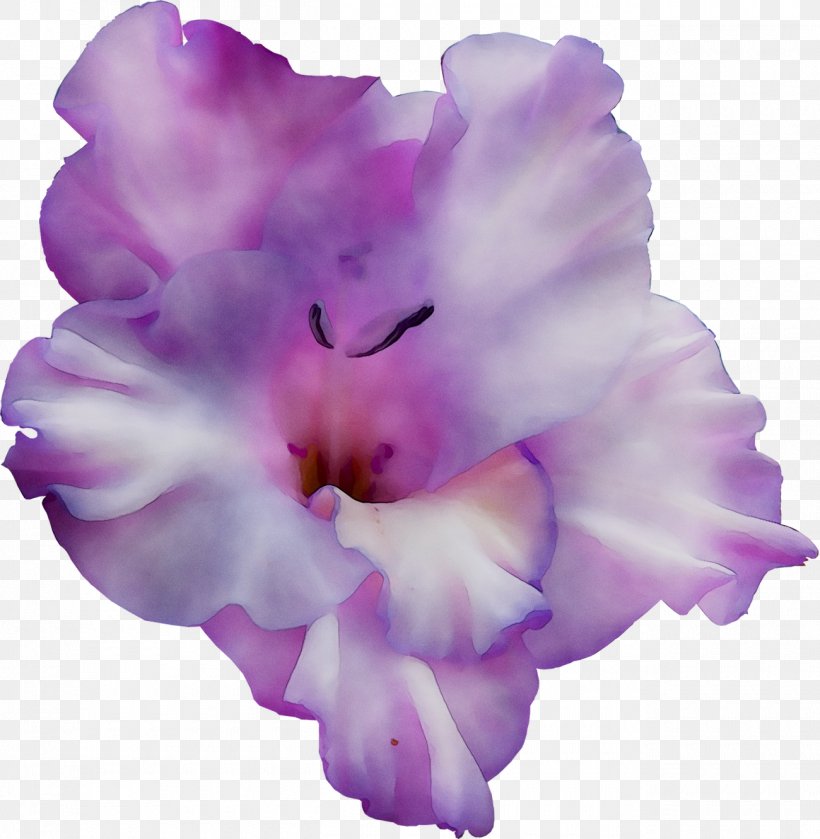 Gladiolus Cattleya Orchids Moth Orchids IPhone XR, PNG, 1300x1331px, Gladiolus, Azalea, Cattleya, Cattleya Orchids, Cut Flowers Download Free