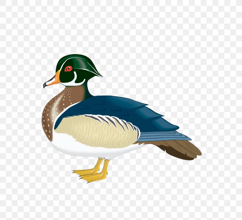 Wood Duck Mallard Clip Art, PNG, 1000x911px, Wood Duck, Aix, Beak, Bird, Drawing Download Free