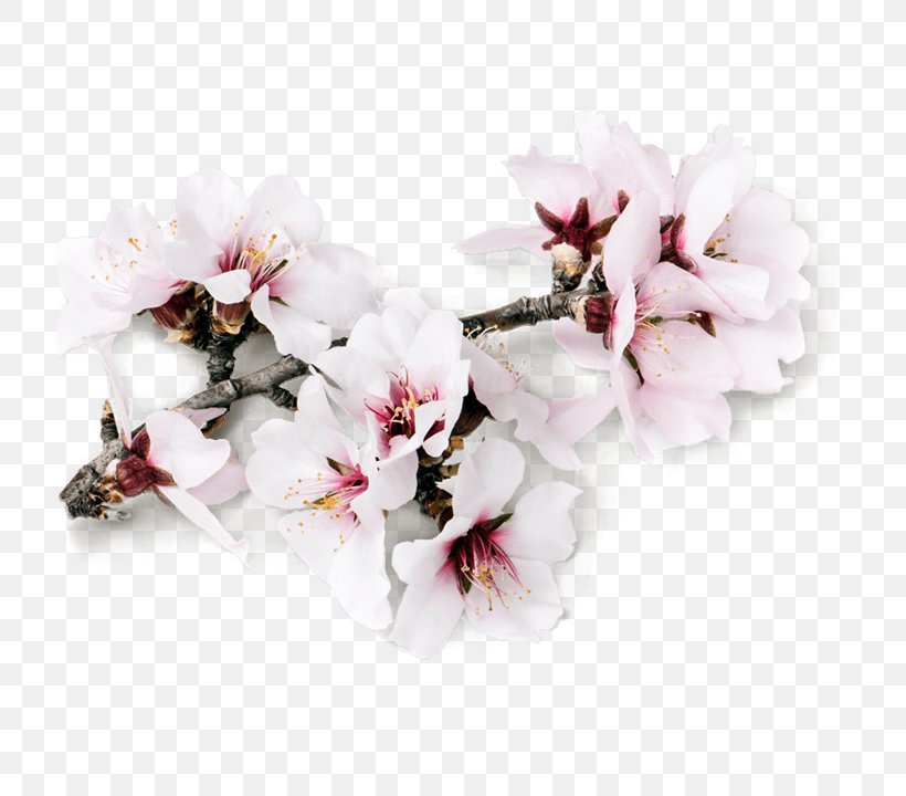 Almond Milk Almond Blossoms Flower, PNG, 720x720px, Almond, Almond Blossoms, Almond Milk, Artificial Flower, Blossom Download Free