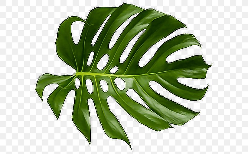 Computer Software Leaf Multimedia Fusion, PNG, 600x508px, Computer Software, Leaf, Multimedia, Multimedia Fusion, Peekyou Download Free