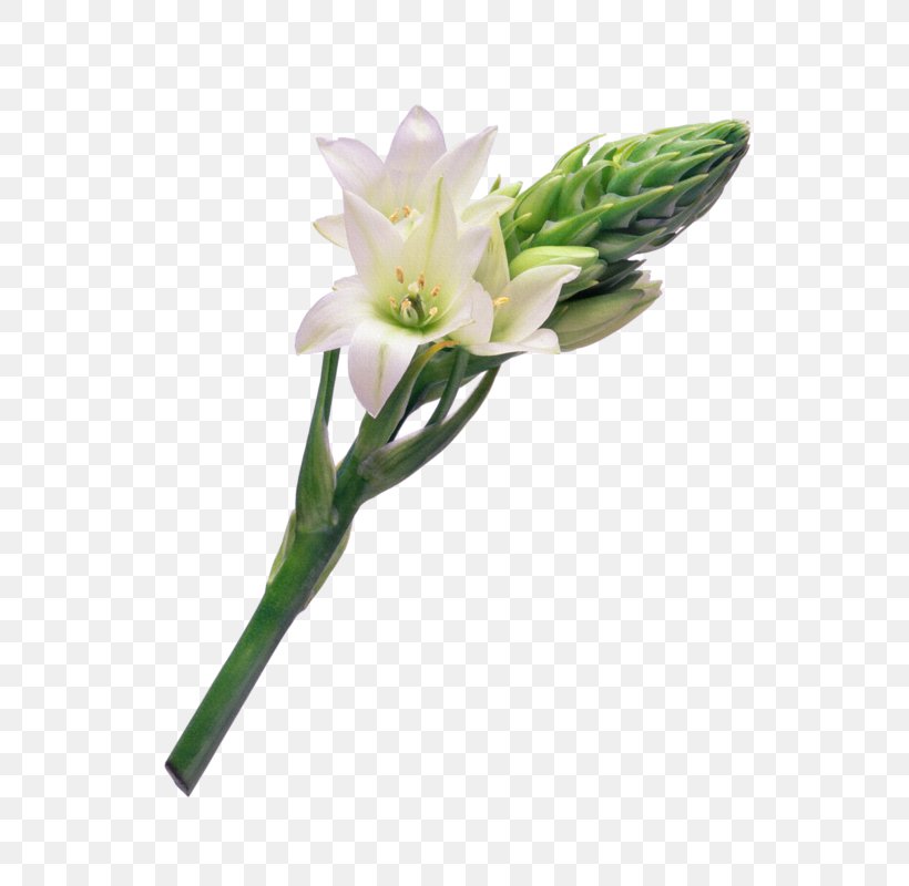 Flower Bouquet Tulip Cut Flowers Floral Design, PNG, 800x800px, Flower, Bud, Cut Flowers, Easter Lily, Floral Design Download Free