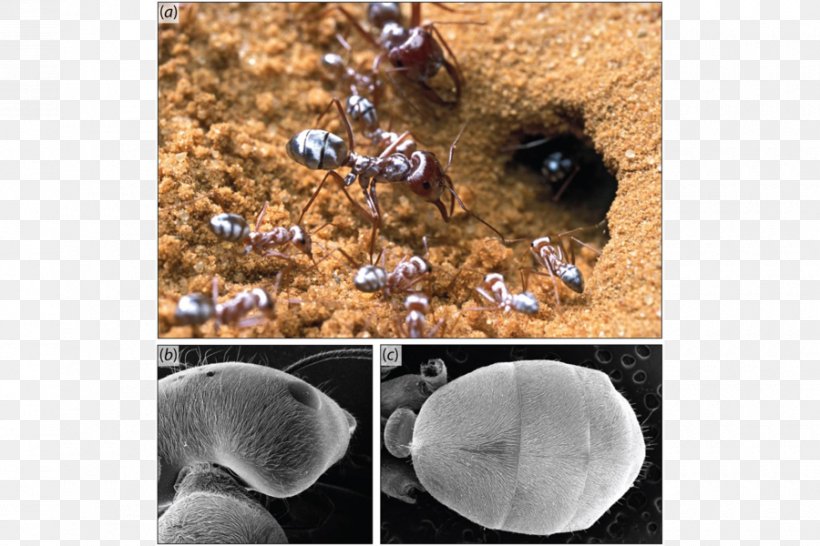 Sahara Cataglyphis Bombycina Dorylus Ant Colony Desert, PNG, 900x600px, Sahara, Ant, Ant Colony, Ant Venom, Army Ant Download Free