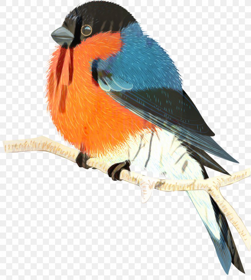 Bird Cartoon, PNG, 1146x1280px, Bird, Beak, Budgerigar, Bullfinch, Coraciiformes Download Free