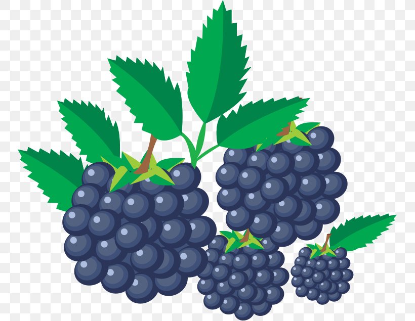Grape Blackberry Fruit, PNG, 749x635px, Grape, Berry, Bilberry, Blackberry, Blueberry Tea Download Free