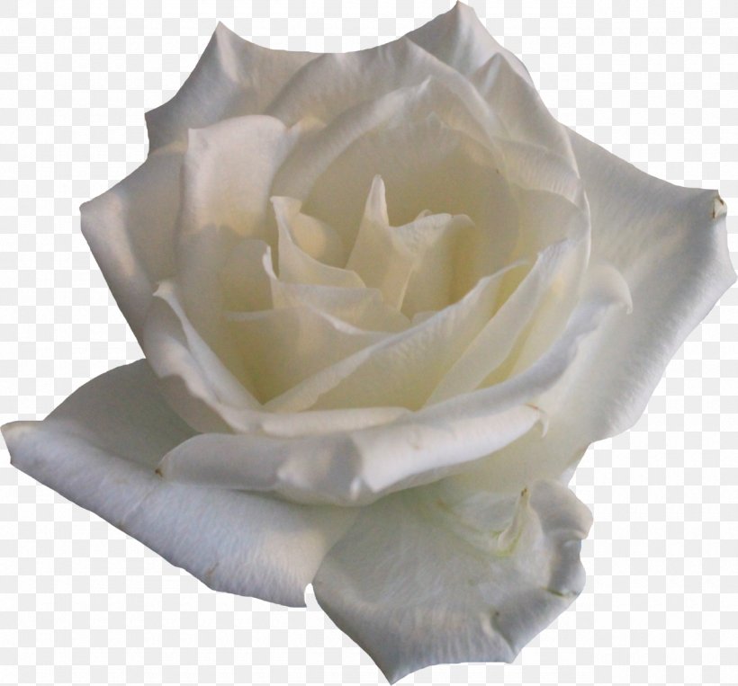 Rose Flower Clip Art, PNG, 1280x1192px, Rose, Color, Cut Flowers, Deviantart, Document Download Free