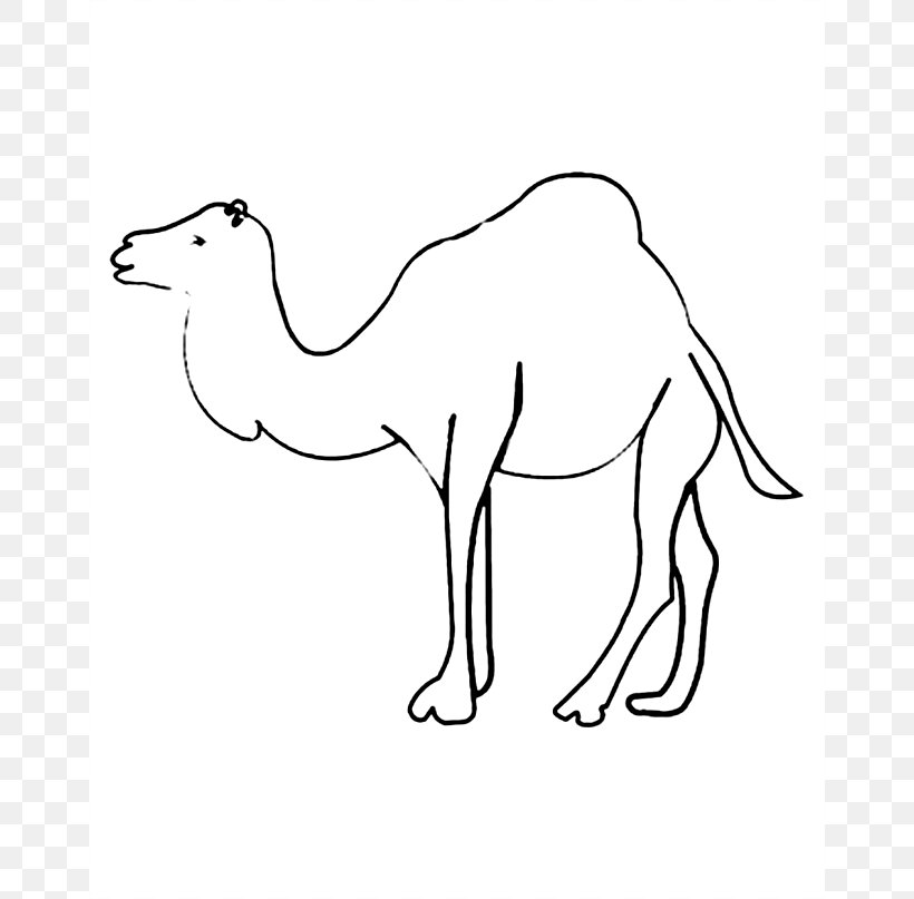 Download Vegas Sou: Bactrian Camel Coloring Page