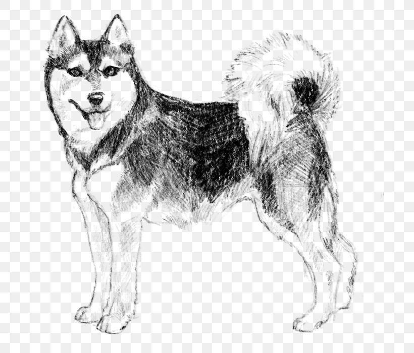 Dog Drawing, PNG, 700x700px, Siberian Husky, Akita, Alaskan Klee Kai, Alaskan Malamute, Ancient Dog Breeds Download Free