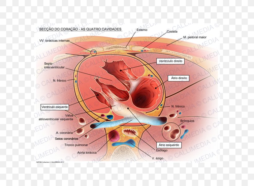 Heart Valve Right Atrium Aorta Anatomy, PNG, 600x600px, Watercolor, Cartoon, Flower, Frame, Heart Download Free