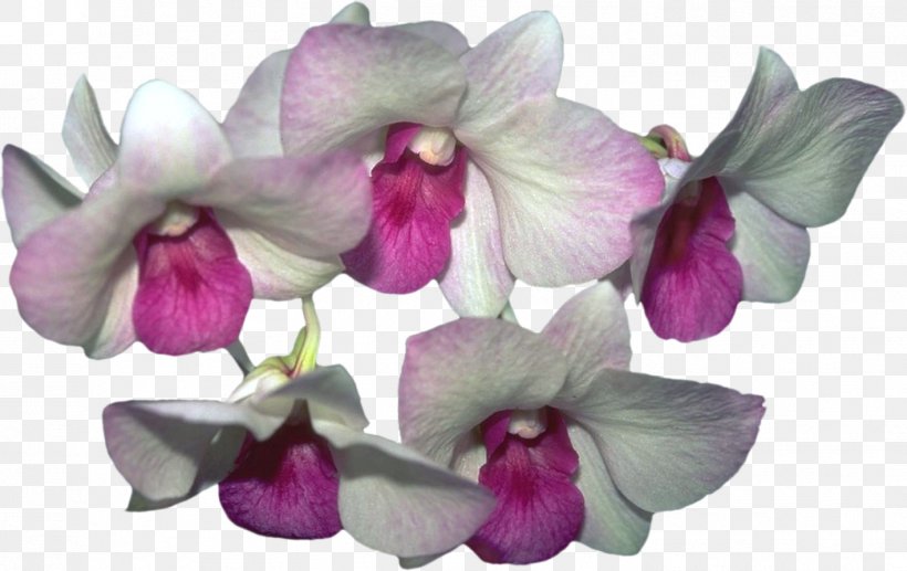 Moth Orchids Psd Adobe Photoshop, PNG, 1416x894px, Orchids, Cattleya, Cattleya Orchids, Cut Flowers, Dendrobium Download Free