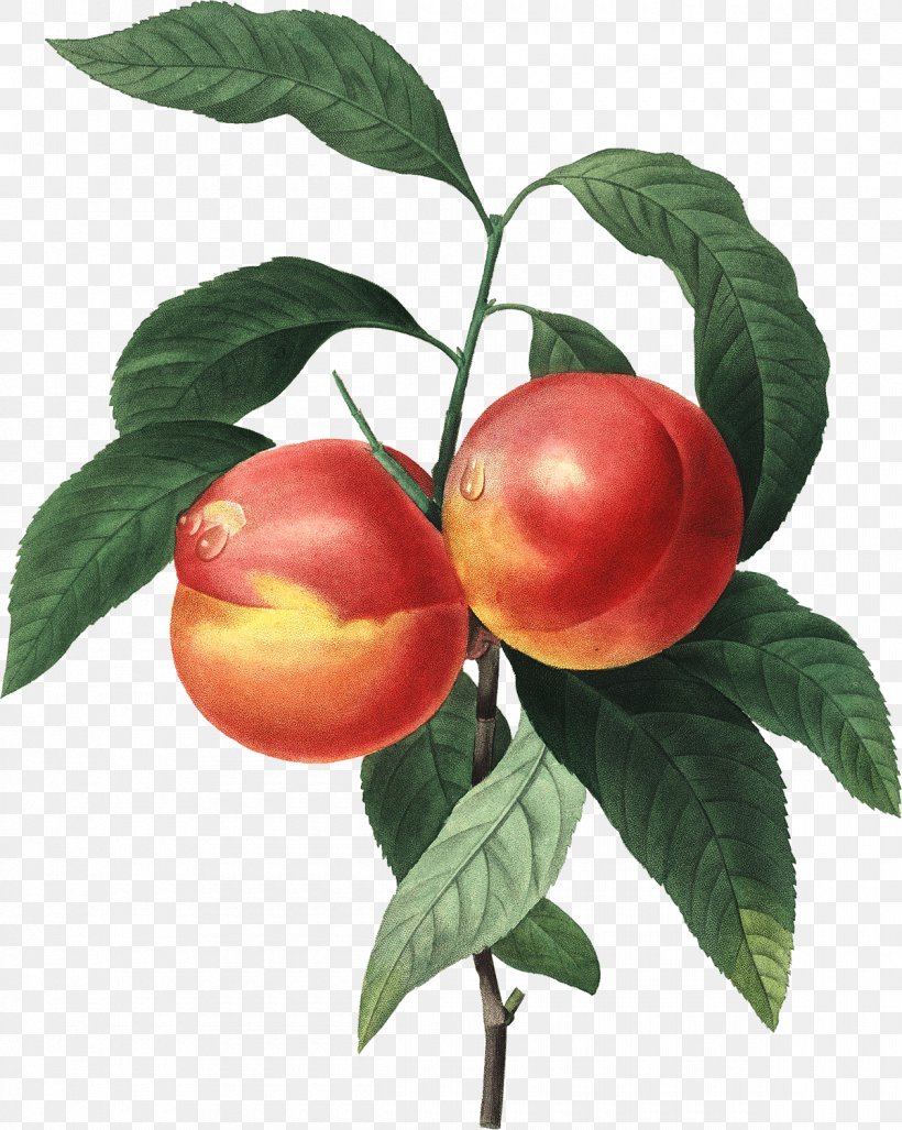 Peach Art Printing, PNG, 1200x1503px, Peach, Apple, Art, Botanical Illustration, Branch Download Free