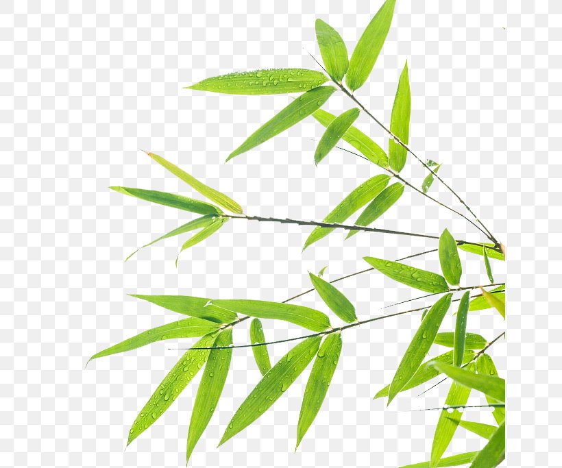 Bamboo Leaf Green Wallpaper, PNG, 654x683px, Bamboo, Branch, Grass, Green, Hemp Download Free