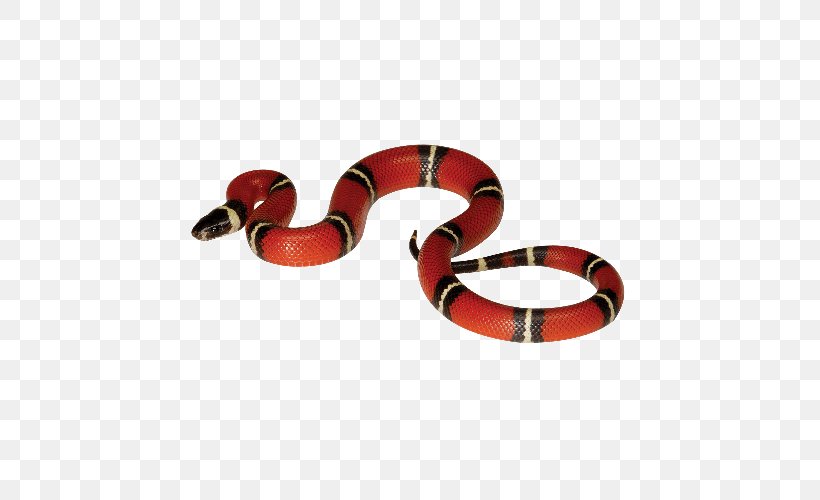 Reptile Corn Snake Coral Snake Sinaloan Milk Snake, PNG, 500x500px, Reptile, Body Jewelry, Coral Snake, Corn Snake, Hognose Download Free