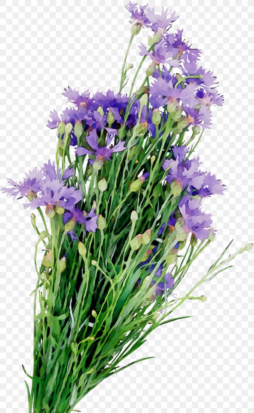 English Lavender Floral Design Cut Flowers Annual Plant, PNG, 879x1433px, English Lavender, Annual Plant, Bellflower, Bellflower Family, Cut Flowers Download Free