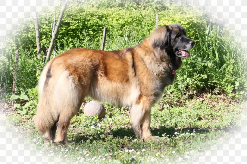 Estrela Mountain Dog Leonberger King Shepherd Caucasian Shepherd Dog Sarplaninac, PNG, 1600x1068px, 2017, Estrela Mountain Dog, Breed, Carnivoran, Caucasian Shepherd Dog Download Free
