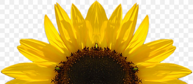 Kansas Common Sunflower Perfect Day, PNG, 1600x695px, Watercolor, Cartoon, Flower, Frame, Heart Download Free
