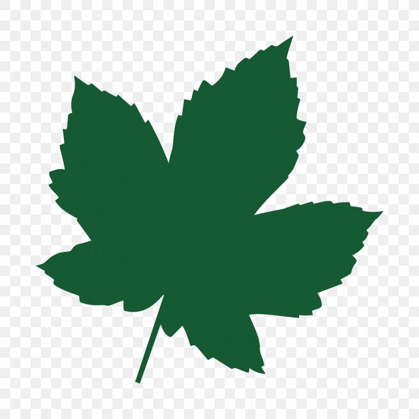 Maple Leaf Acer Campestre Tree Heart Of England Forest, PNG, 1417x1417px, Leaf, Acer Campestre, Flowering Plant, Forest, Genotyping Download Free
