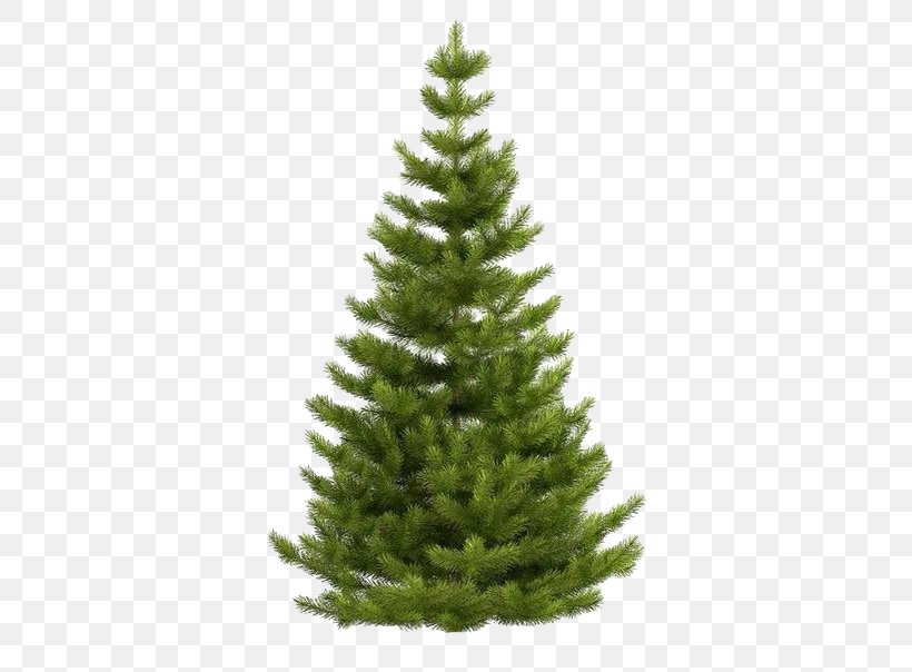 Norway Spruce Blue Spruce Balsam Fir Fraser Fir White Fir, PNG, 415x604px, Norway Spruce, Balsam Fir, Biome, Blue Spruce, Christmas Decoration Download Free