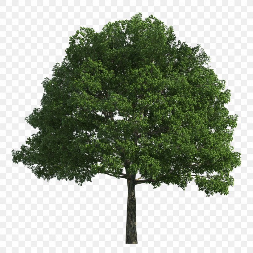 Tree, PNG, 1024x1024px, 3d Computer Graphics, Tree, Branch, Macos, Maple Download Free