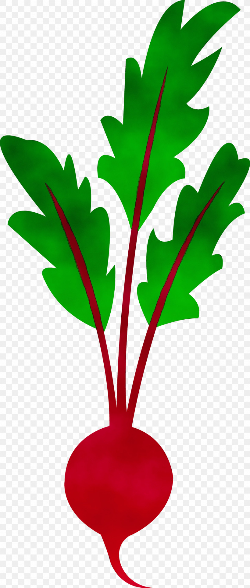 Beetroot Vegetable Juice Beetroot Soup Leaf Vegetable, PNG, 1274x3000px, Watercolor, Beetroot, Juice, Leaf Vegetable, Paint Download Free