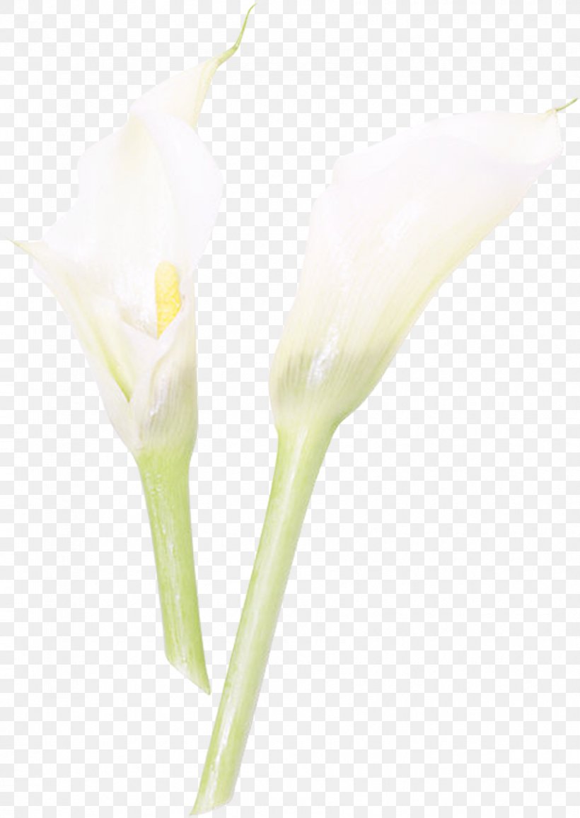 Cut Flowers Orchids Bud Plant Stem, PNG, 850x1200px, 2014, 2017, Flower, Advertising, Alismatales Download Free