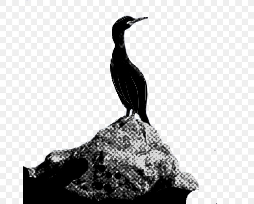 Duck Cormorant Seabird Feather Beak, PNG, 672x660px, Duck, Beak, Bird, Black And White, Cormorant Download Free