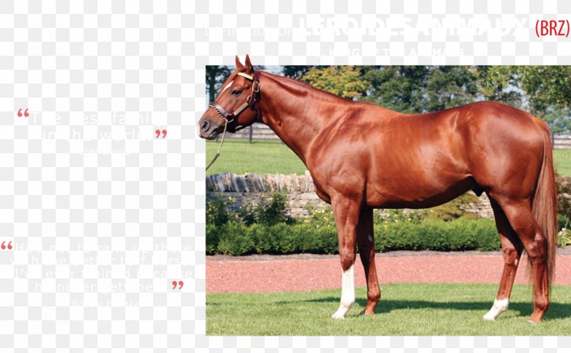 Leroidesanimaux Stallion Mustang Rein Animal Kingdom, PNG, 969x600px, Stallion, Animal Kingdom, Bridle, Colt, Grass Download Free