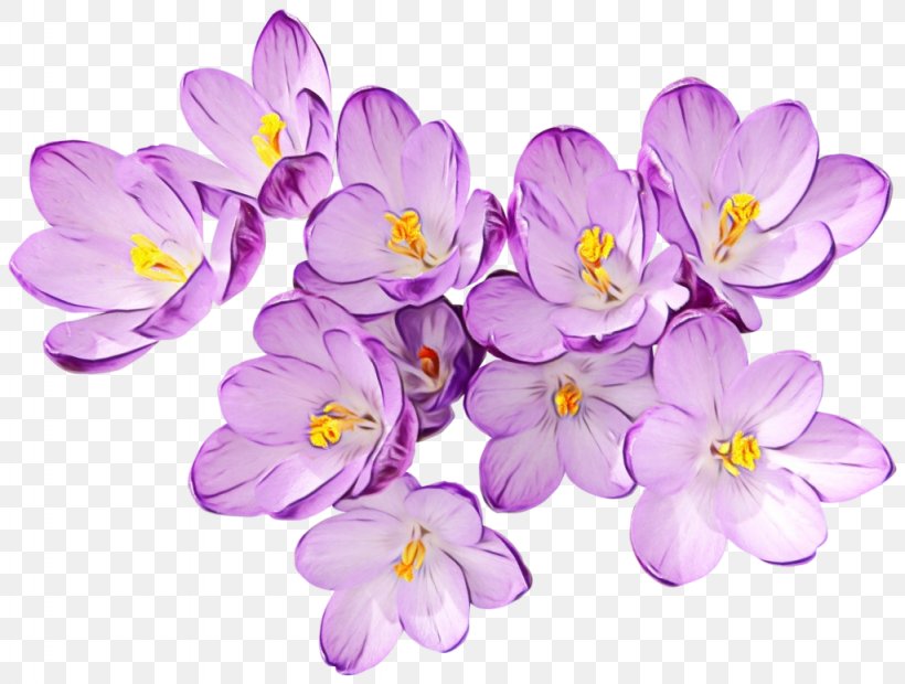 Flowering Plant Flower Petal Violet Plant, PNG, 1024x775px, Watercolor, Crocus, Flower, Flowering Plant, Lilac Download Free