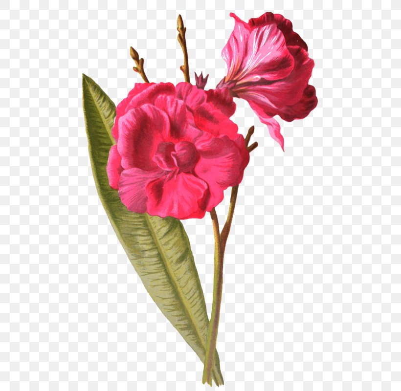 Garden Roses Cut Flowers Carnation Centifolia Roses, PNG, 517x800px, Garden Roses, Artificial Flower, Carnation, Centifolia Roses, Cut Flowers Download Free