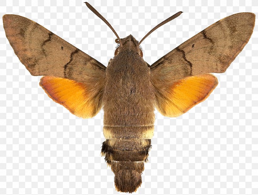 Hummingbird Hawk-moth Hippotion Celerio Butterfly Sphinx Ligustri, PNG, 1340x1017px, Moth, Acherontia Atropos, Arthropod, Bombycidae, Brush Footed Butterfly Download Free