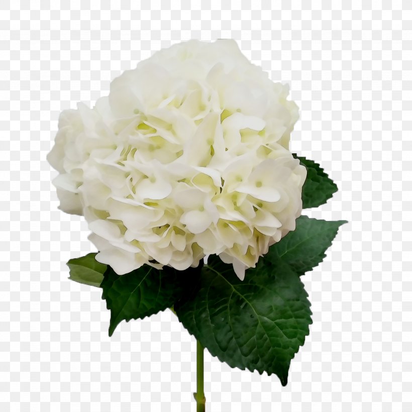 Hydrangea Cut Flowers Floral Design Flower Bouquet, PNG, 2664x2664px, Hydrangea, Annual Plant, Artificial Flower, Bouquet, Cornales Download Free