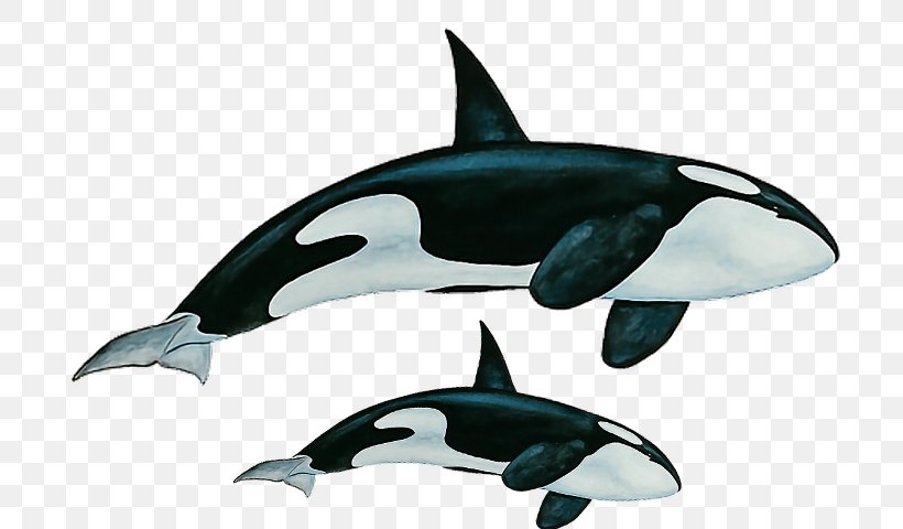Killer Whale Rough-toothed Dolphin White-beaked Dolphin Short-beaked Common Dolphin Whales, PNG, 718x480px, Killer Whale, Animal Figure, Art, Cetacea, Common Bottlenose Dolphin Download Free