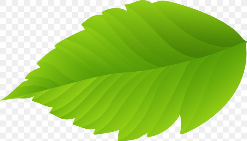 Leaf Download Nature, PNG, 1501x858px, Leaf, Google Images, Gratis, Green, Nature Download Free
