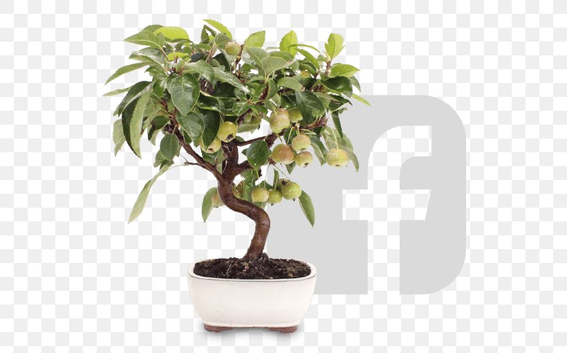 Chinese Sweet Plum Firethorns Flowerpot Tree Bonsai, PNG, 530x510px, 2017, Chinese Sweet Plum, Bonsai, Exhibition, Flowerpot Download Free