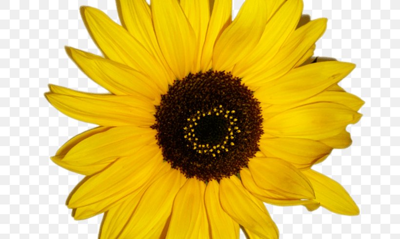 Common Sunflower Vector Graphics Drawing Illustration, PNG, 800x491px, Common Sunflower, Black And White, Cartoon, Daisy Family, Drawing Download Free