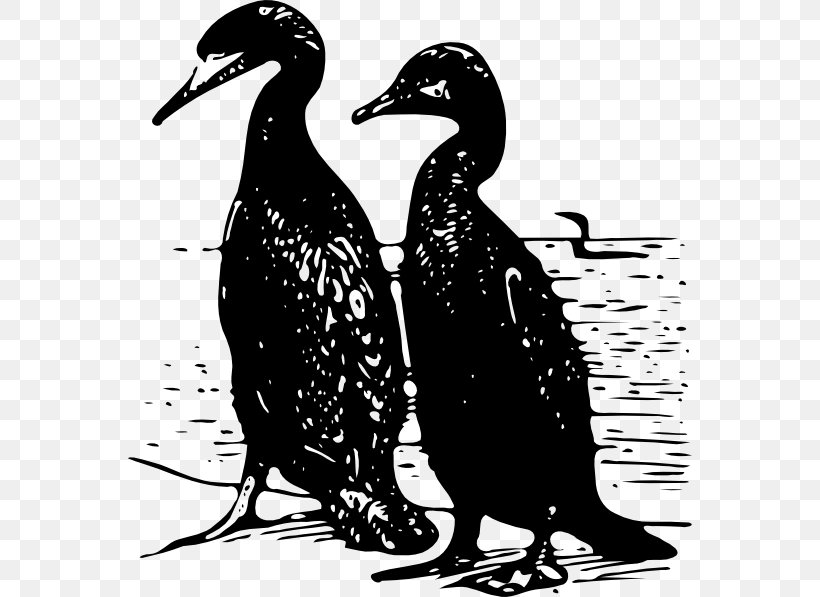 Duck Mallard Silhouette Clip Art, PNG, 564x597px, Duck, Beak, Bird, Black And White, Cartoon Download Free