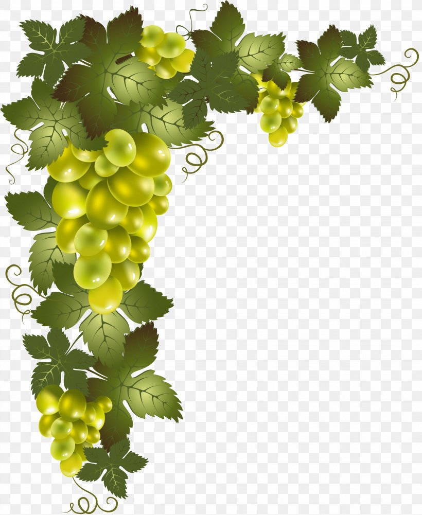 Grapevines Clip Art, PNG, 4094x5000px, Vine, Flowering Plant, Food, Fruit, Grape Download Free