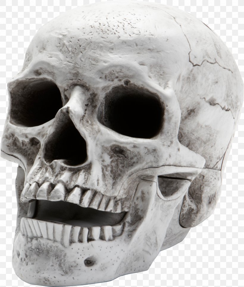 Skull Skeleton, PNG, 1795x2111px, Human Skeleton, Anatomy, Black And White, Bone, Display Resolution Download Free