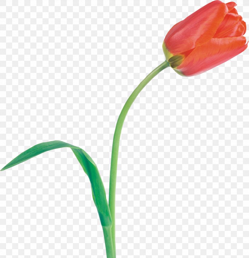 Tulip Cut Flowers Plant Stem, PNG, 2845x2948px, Watercolor, Cartoon, Flower, Frame, Heart Download Free