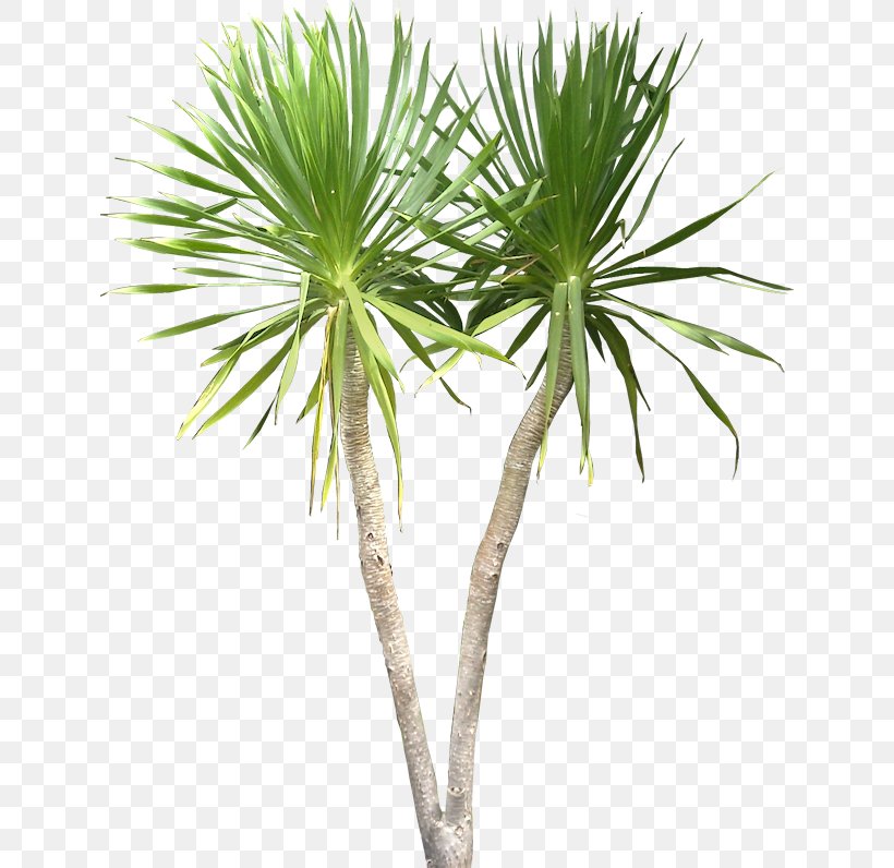 Dracaena Draco Plant Tree Tropics, PNG, 636x796px, Dracaena Draco, Architectural Rendering, Architecture, Arecales, Borassus Flabellifer Download Free