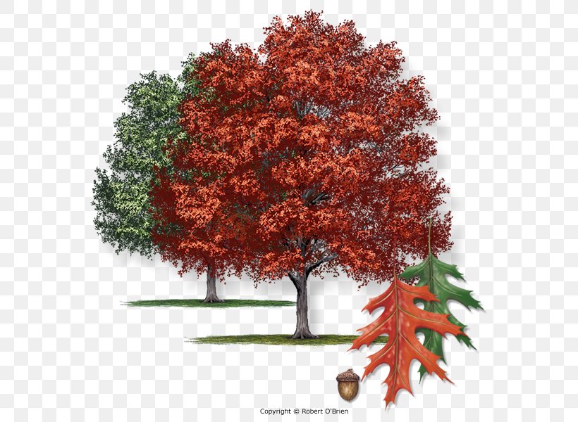 Quercus Shumardii Northern Red Oak Southern Live Oak Ceratocystis Fagacearum Tree, PNG, 600x600px, Quercus Shumardii, Autumn, Autumn Leaf Color, Branch, Ceratocystis Fagacearum Download Free