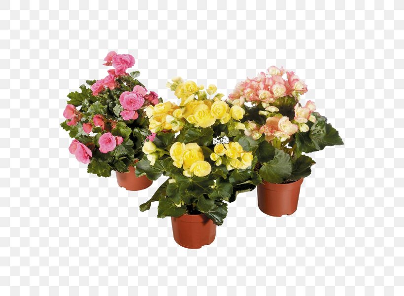 Elatior Begonia Houseplant Hybrid Floral Design, PNG, 600x600px, Elatior Begonia, Annual Plant, Artificial Flower, Begonia, Begoniaceae Download Free