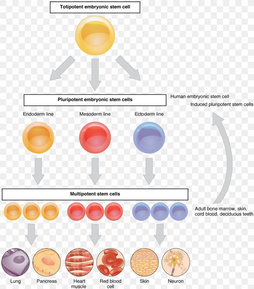 Embryonic Stem Cell Cellular Differentiation Cell Type Adult Stem Cell, PNG, 1336x1523px, Stem Cell, Adult Stem Cell, Anatomy, Brand, Cell Download Free