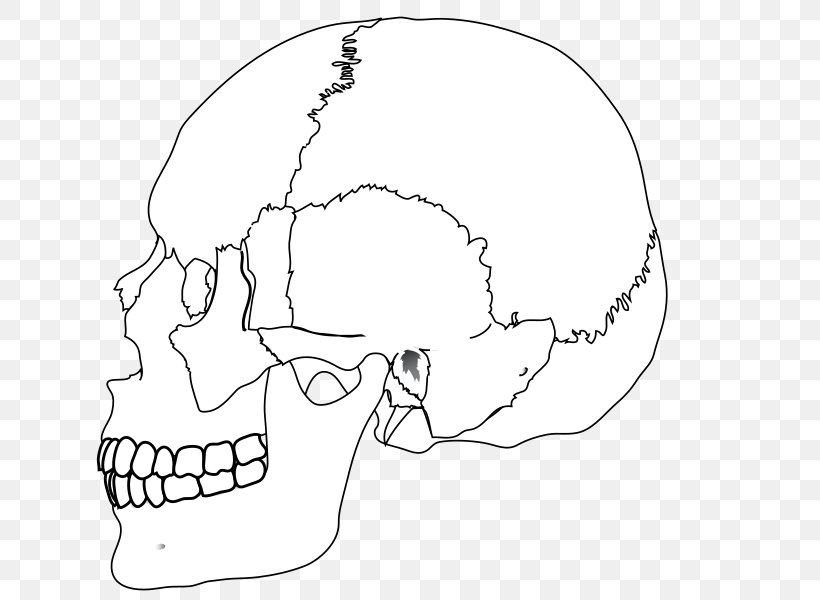 Human Skull Nasal Bone Human Body, PNG, 662x600px, Watercolor, Cartoon, Flower, Frame, Heart Download Free
