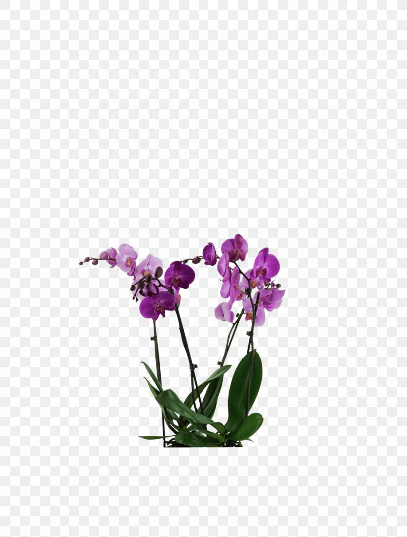 Moth Orchids Plants Cut Flowers Plant Stem, PNG, 924x1221px, Moth Orchids, Cut Flowers, Family, Flower, Flowering Plant Download Free