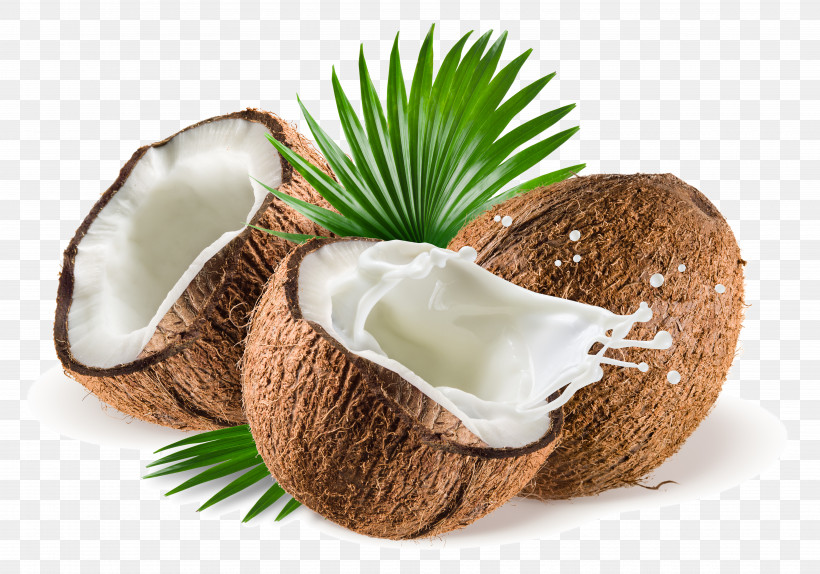 Palm Tree, PNG, 7500x5256px, Coconut, Arecales, Attalea Speciosa, Coconut Water, Palm Tree Download Free